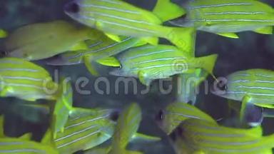 苏丹红海珊瑚中的蓝纹鱼